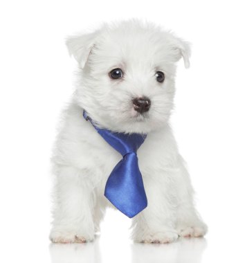 Batı Highland Beyaz Teriyeri