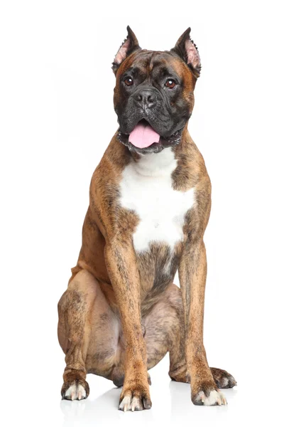 Boxerhund vor weißem Hintergrund — Stockfoto