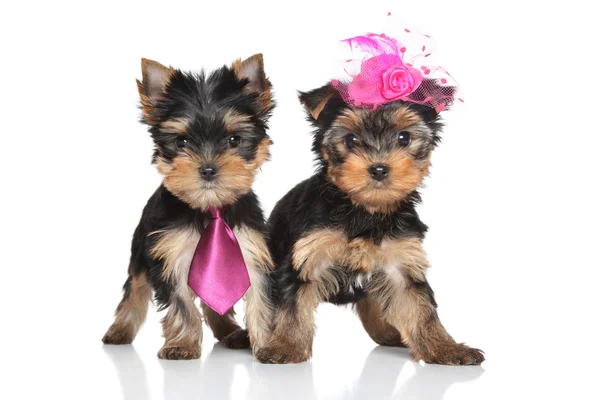 Yorkshire Terrier pair — Stock Photo, Image
