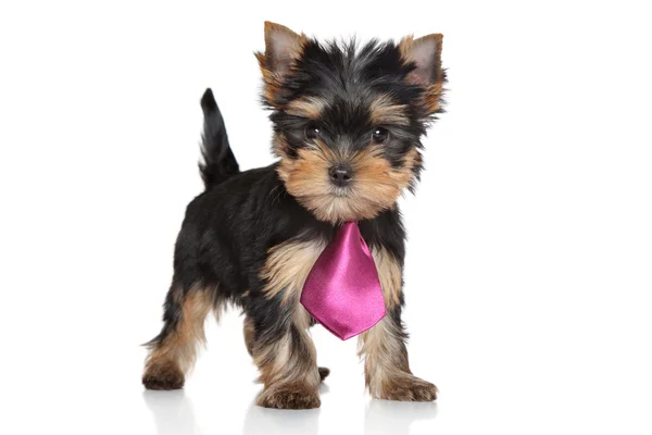 Yorkshire Terrier filhote de cachorro em uma gravata rosa — Fotografia de Stock