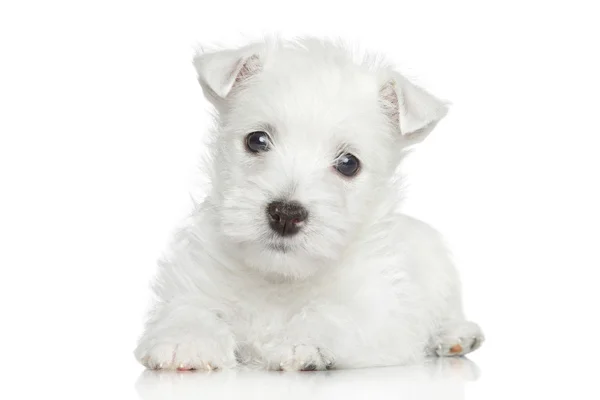 West highland white terrier valp — Stockfoto