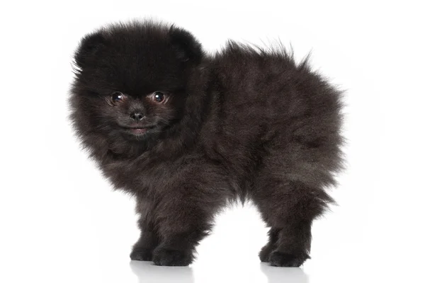 Cute Spitz puppy — Stock Photo, Image