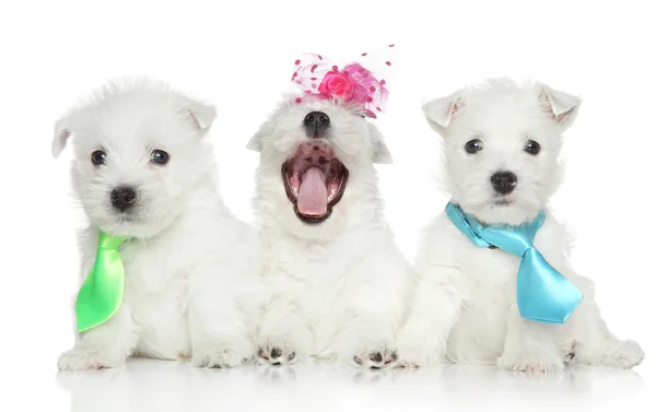 West Highland White Terrier cachorros — Fotografia de Stock