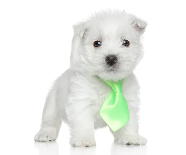 West Highland terrier branco — Fotografia de Stock