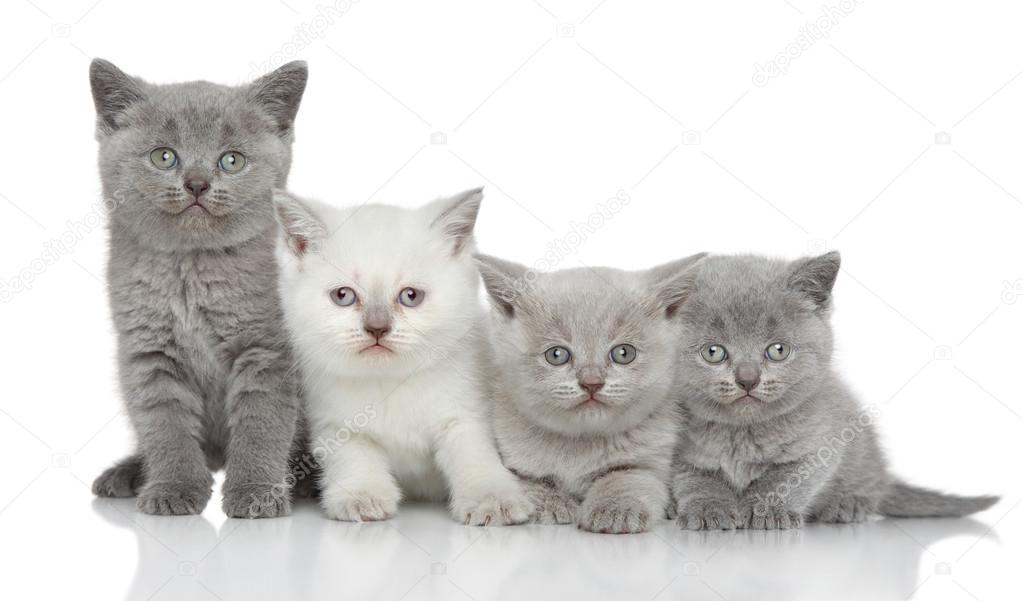 British kittens on white background