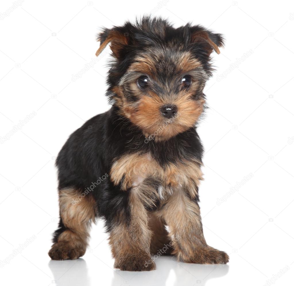 Yorkshire Terrier puppy