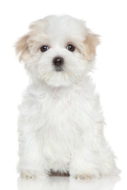 Beyaz arka plan üzerinde Malta puppy