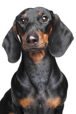 Miniature dachshund clipart