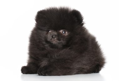 Genç Spitz köpek yavrusu