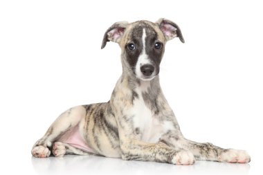 tazı köpek yavrusu