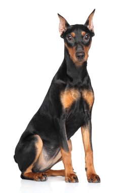 Alman pinscher