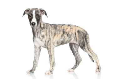 tazı köpek yavrusu