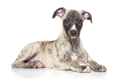 tazı köpek yavrusu