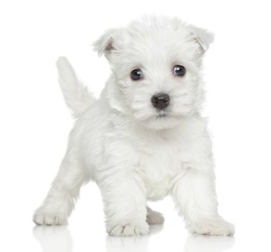 Westy köpek yavrusu