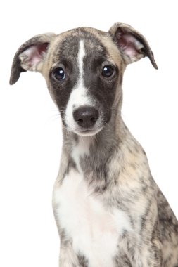 Beyaz arka plan tazı köpeklerine