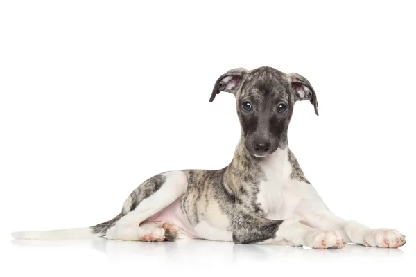 Cachorrinho Whippet no fundo branco — Fotografia de Stock