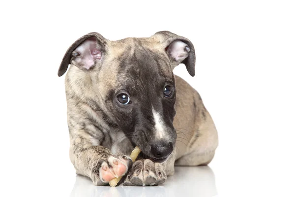 Mastigação de cachorro Whippet — Fotografia de Stock