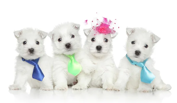 Grupo de cachorros Wesy — Fotografia de Stock