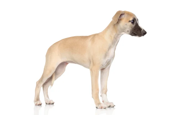 Whippet cucciolo su sfondo bianco — Foto Stock