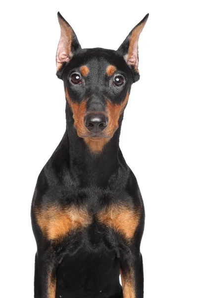 Pinscher alemão — Fotografia de Stock