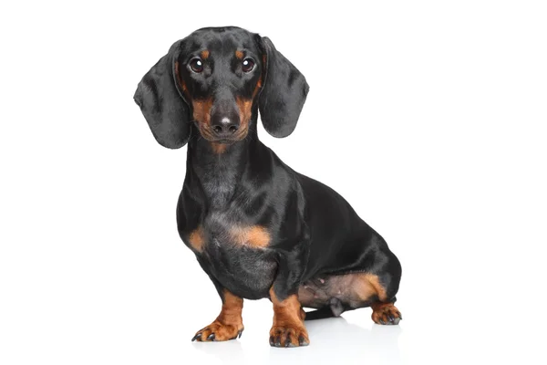 Miniature dachshund — Stock Photo, Image