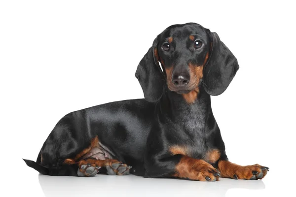 Miniature dachshund — Stock Photo, Image