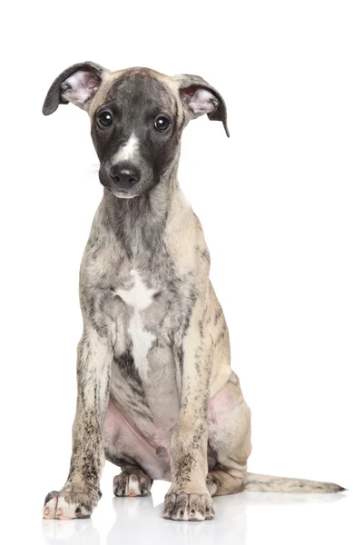 Whippet cachorro —  Fotos de Stock