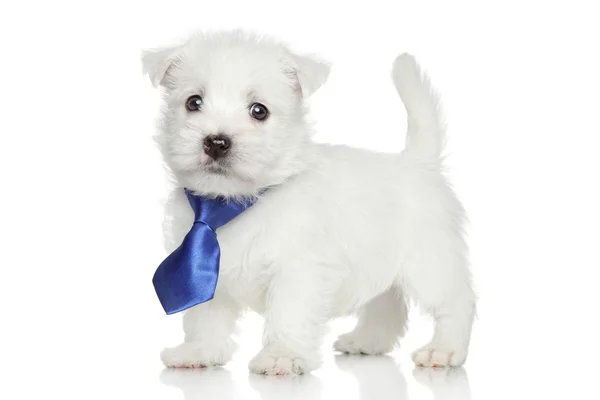 West Highland terrier blanco — Foto de Stock