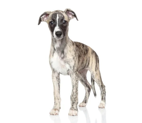 Whippet puppy on white background — Stock Photo, Image