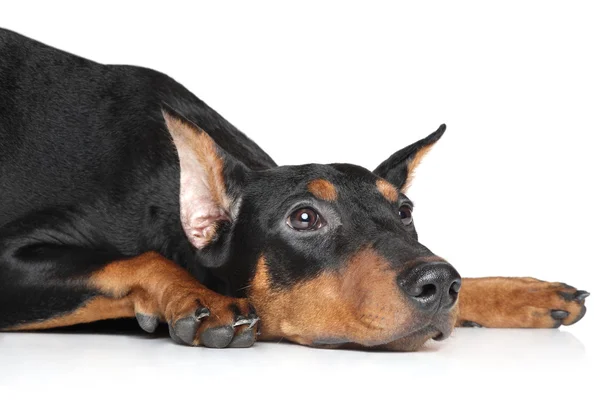 German pinscher — Stock Photo, Image