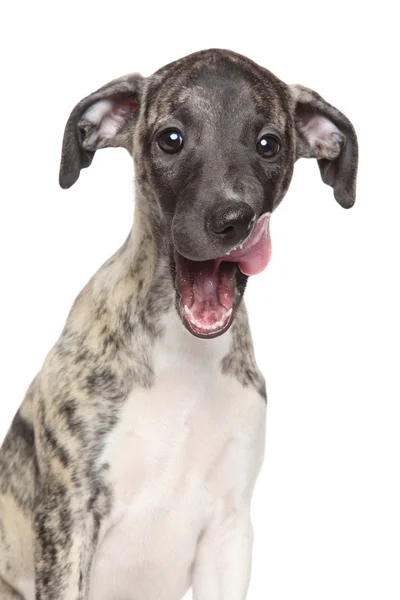 Whippet puppy on white background — Stock Photo, Image