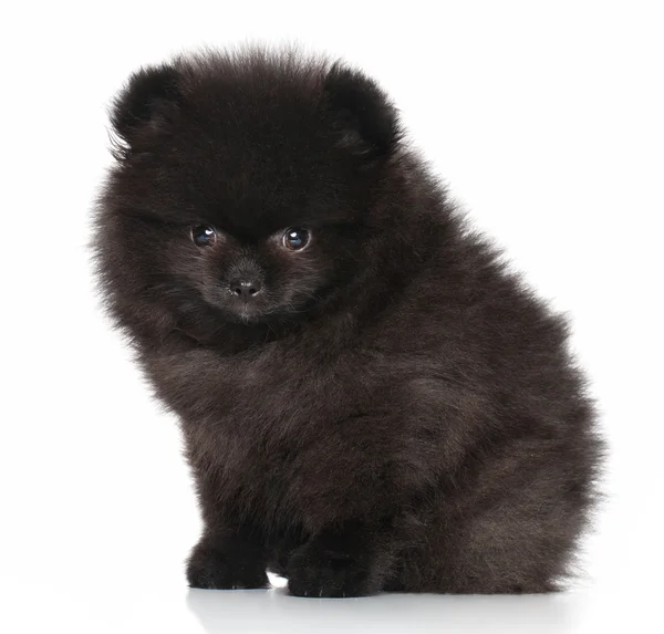 Young Spitz puppy — Stock Photo, Image