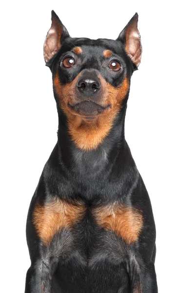 Γερμανική pinscher — Φωτογραφία Αρχείου