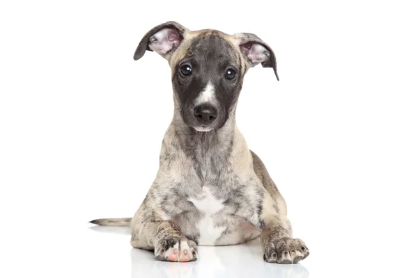 Whippet puppy on a white background — Stock Photo, Image