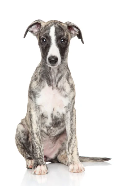 Ταχύπους σκύλος κυνοδρομίας κουτάβι — Φωτογραφία Αρχείου