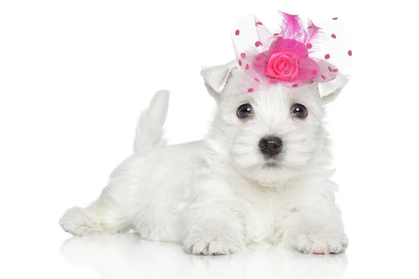 West Highland White Terrier cucciolo — Foto Stock