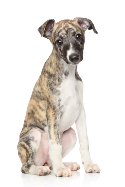 Whippet pup op witte achtergrond — Stockfoto
