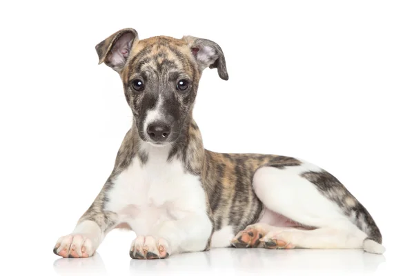 Cachorrinho Whippet no fundo branco — Fotografia de Stock