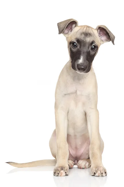 Whippet puppy portrait on white background — Stock Photo, Image