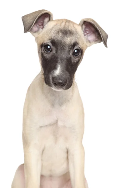 Whippet cachorro sobre un fondo blanco —  Fotos de Stock