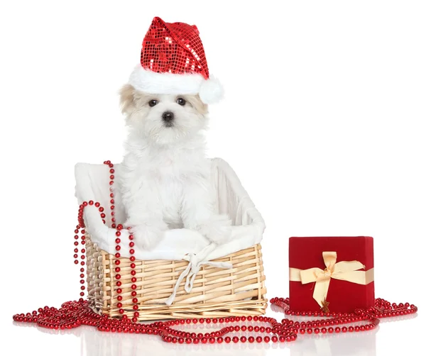 Maltese puppy in Santa red hat — Stock Photo, Image