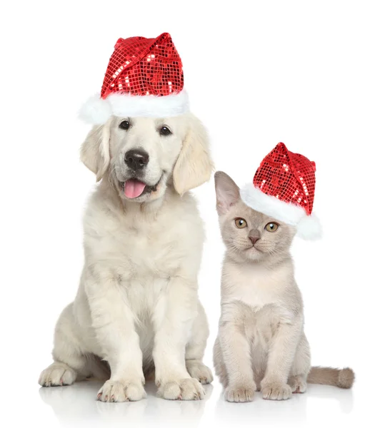 Dog and Cat in Santa red hat — Stock Photo, Image