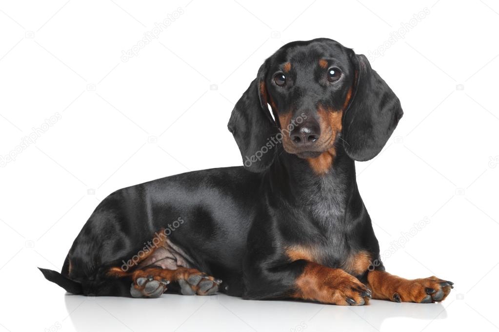 Miniature dachshund