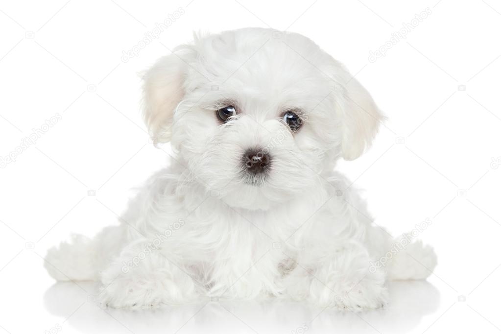 Maltese Puppy On White Background Stock Photo By C Fotojagodka