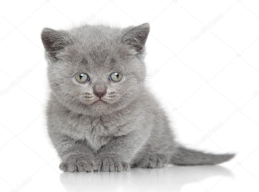 Beyaz arka planda İngiliz kedi yavrusu Stok fotoğrafçılık