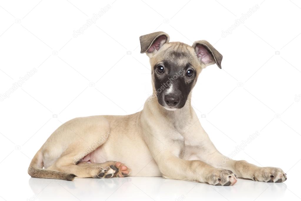 Whippet puppy lying on a white background Stock Photo by