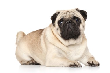 Beyaz arka plan üzerinde yalan pug