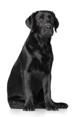 beyaz zemin üzerine Labrador geri almak