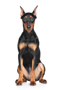 Alman pinscher