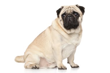 Beyaz arka plan üzerinde pug